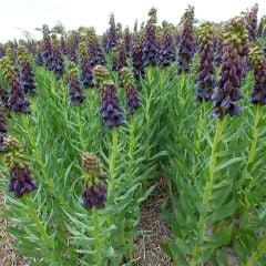 Özel Mor Renkli Fritillaria Persica Ters Lale Soğanı(1 adet)