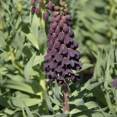 Özel Mor Renkli Fritillaria Persica Ters Lale Soğanı(1 adet)