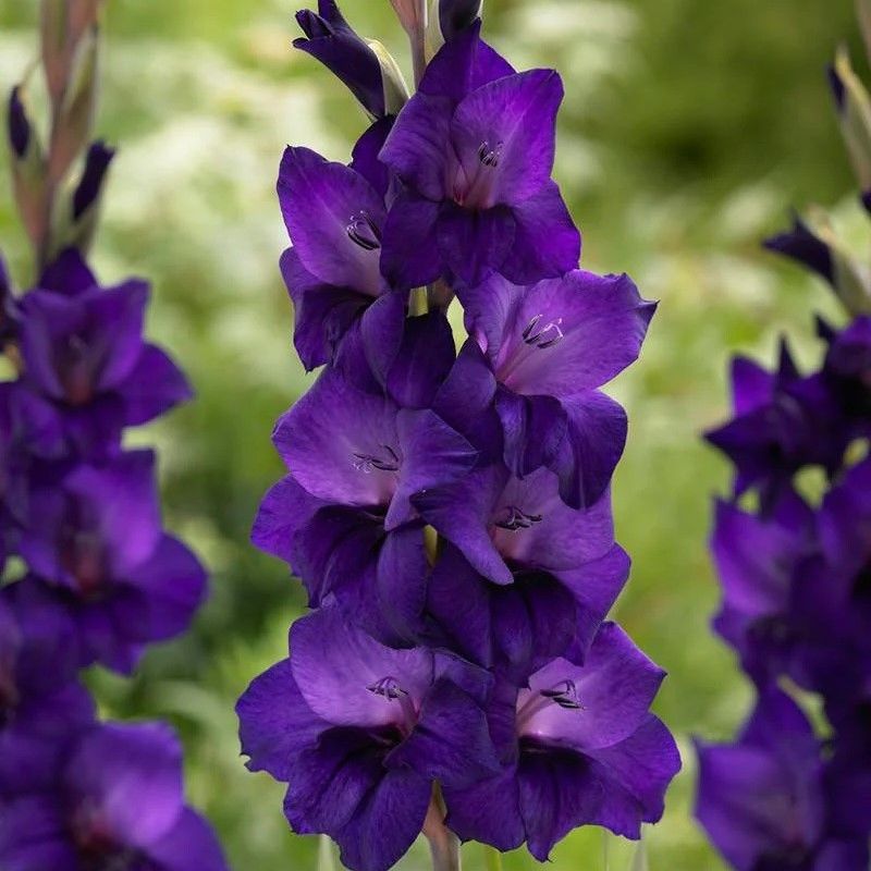 Özel Renk Gladiolus Purple Flora Glayör Çiçeği Soğanı (4 adet)