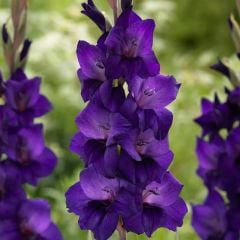 Özel Renk Gladiolus Purple Flora Glayör Çiçeği Soğanı (4 adet)