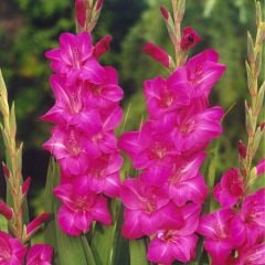 Fuşya Gladiolus Fidelio Glayör Çiçeği Soğanı (4 adet)