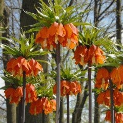 Özel Turuncu Renkli Aurora Fritillaria Imperialis Ters Lale Soğanı(1 adet)