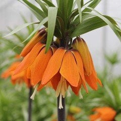 Özel Turuncu Renkli Aurora Fritillaria Imperialis Ters Lale Soğanı(1 adet)