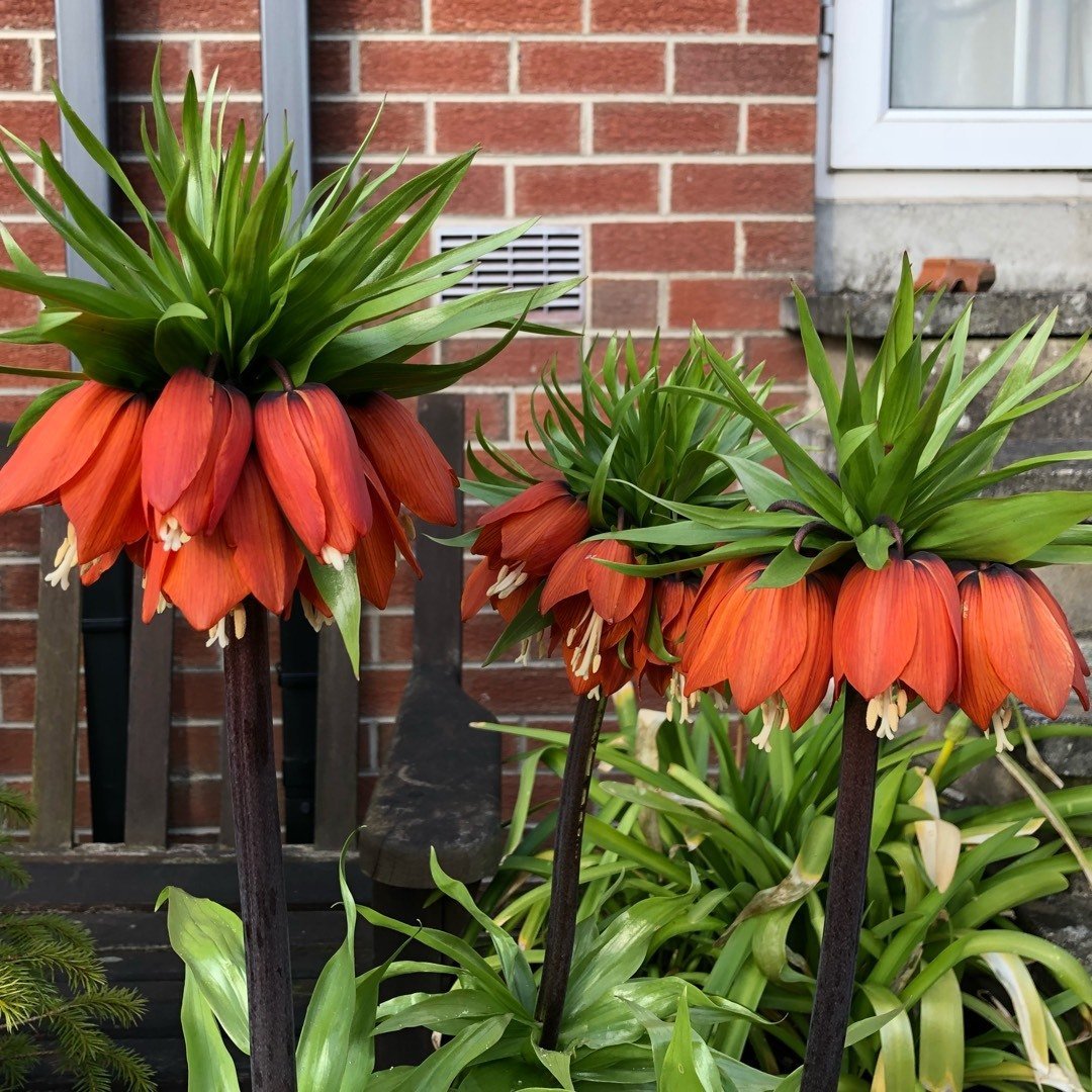 Kırmızı Renkli Fritillaria Rubra Ters Lale Soğanı (1 Adet)