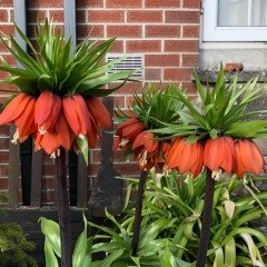 Kırmızı Renkli Fritillaria Rubra Ters Lale Soğanı (1 Adet)