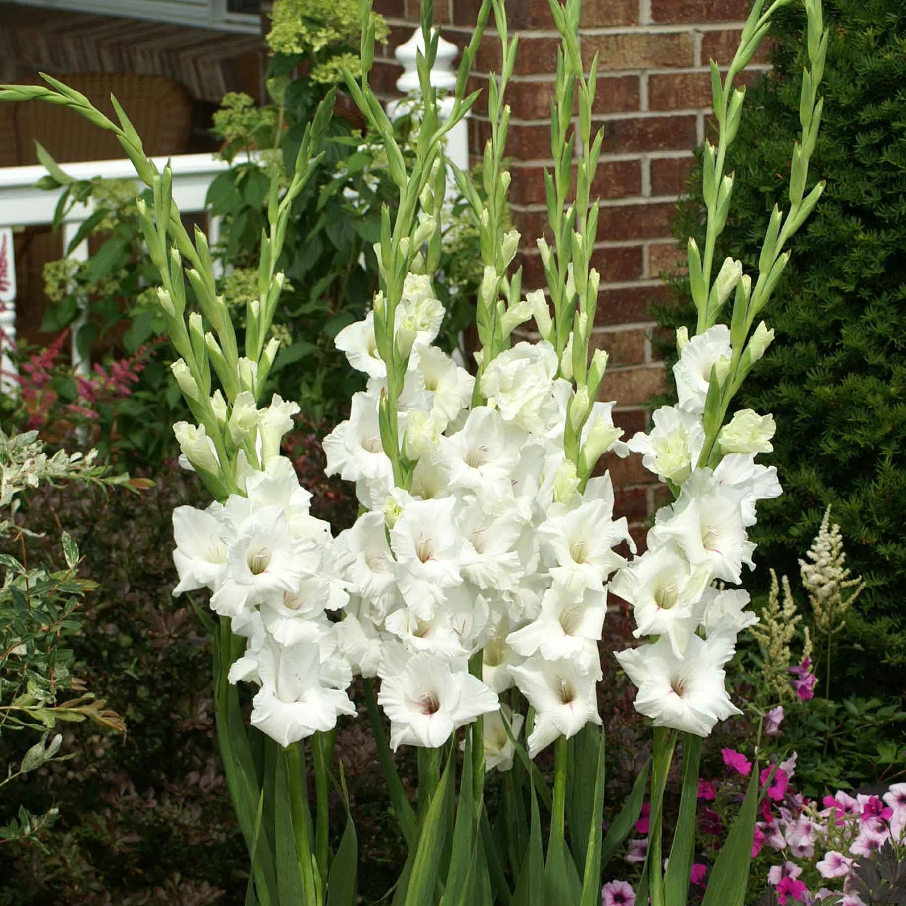 Beyaz Gladiolus White Prosperity Glayör Çiçeği Soğanı (4 adet)