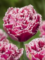 Özel Joy of Spring Fırfırlı Lale Soğanı (5 adet)