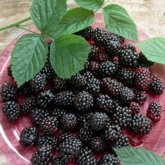 Tüplü Erkenci Verimli Dikensiz Early Fat Böğürtlen Fidanı