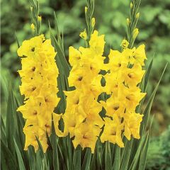 Sarı Gladiolus Jacksonvilla Gold Glayör Çiçeği Soğanı (4 adet)