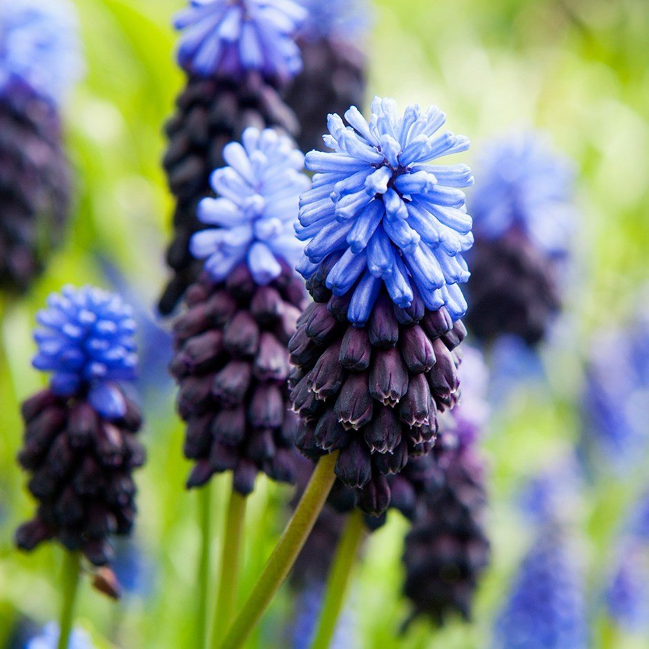 Muscari Latifolium Üzüm Sümbülü Soğanı (10 adet)