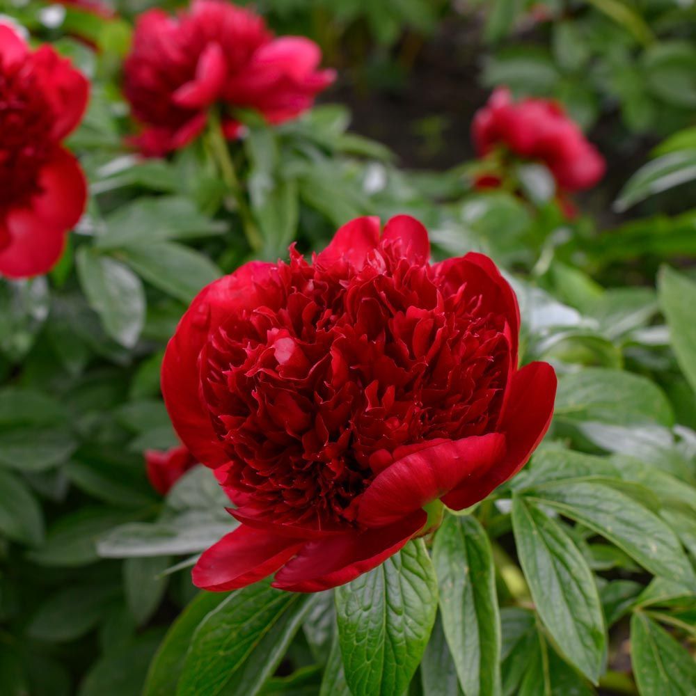Peonies Red Charm Kırmızı Şakayık Çiçeği Rizomu Yumrusu (1 Adet)
