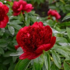 Peonies Red Charm Kırmızı Şakayık Çiçeği Rizomu Yumrusu (1 Adet)