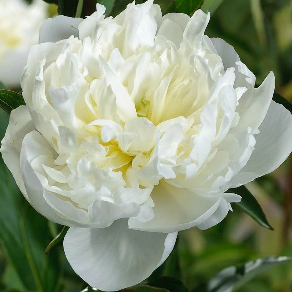 Peonies Duchesse De De Nemours Beyaz Şakayık Çiçeği Rizomu Yumrusu (1 Adet)