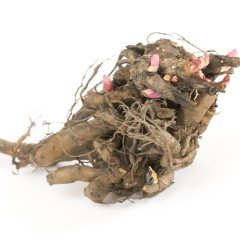 Peonies Duchesse De De Nemours Beyaz Şakayık Çiçeği Rizomu Yumrusu (1 Adet)