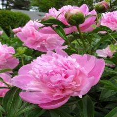 Peonies Sarah Bernhardt Pembe Şakayık Çiçeği Rizomu Yumrusu (1 Adet)