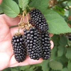 Tüplü Bol Verimli Çok İri Meyveli Karaka Black Böğürtlen Fidanı