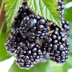 Tüplü Bol Verimli Yediveren Aromatik Brazos Böğürtlen Fidanı