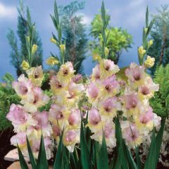 Multicolor Gladiolus Mon Amour Glayör Çiçeği Soğanı (4 adet)