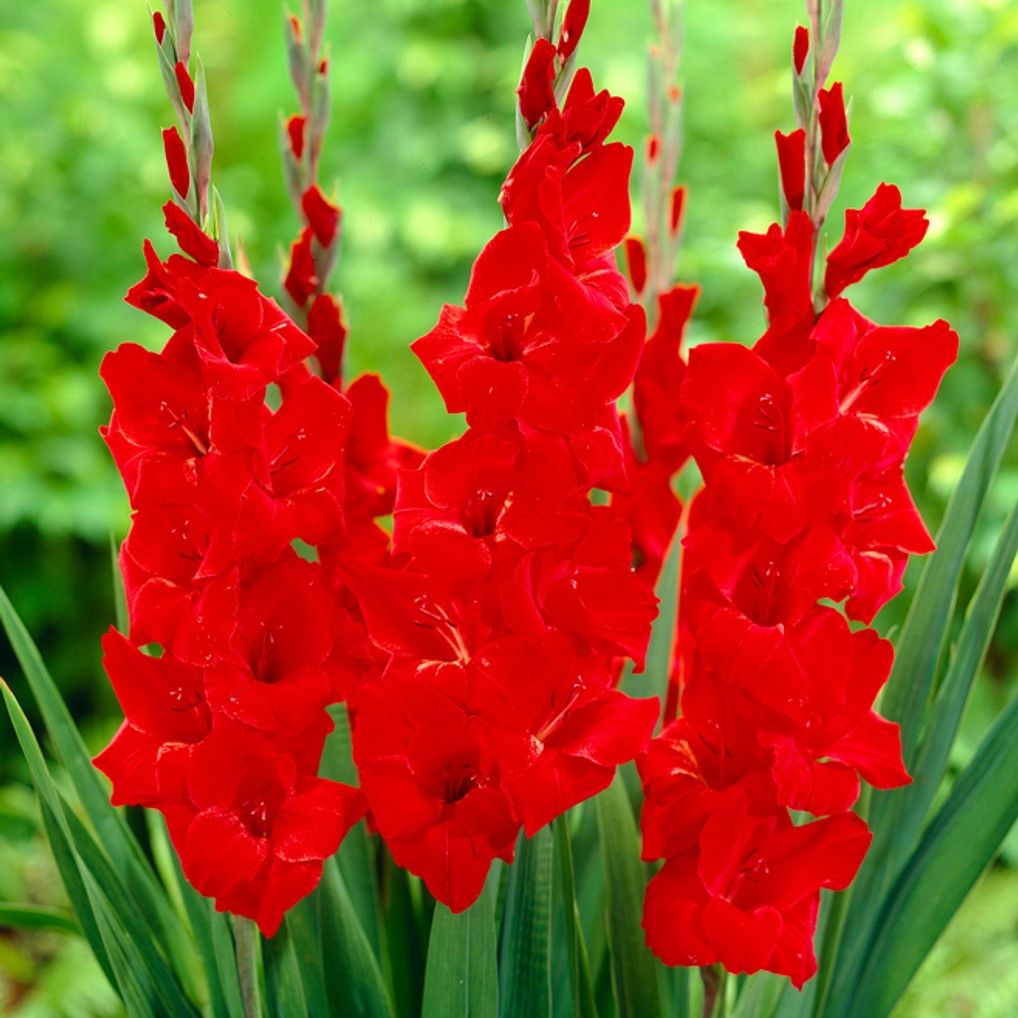 Kırmızı Gladiolus Oscar Glayör Çiçeği Soğanı (4 adet)
