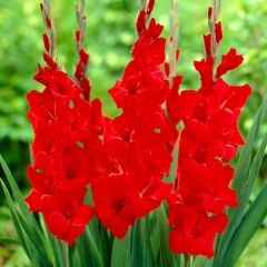 Kırmızı Gladiolus Oscar Glayör Çiçeği Soğanı (4 adet)