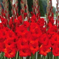 Gladiolus Red Manhattan Glayör Çiçeği Soğanı (4 adet)