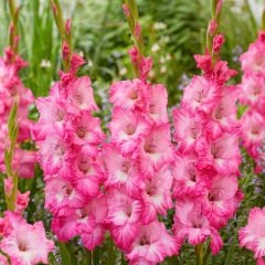 Pembe Gladiolus Violet King Glayör Çiçeği Soğanı (4 adet)