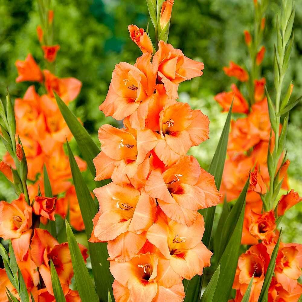 Somon Gladiolus Peter Pears Glayör Çiçeği Soğanı (4 adet)