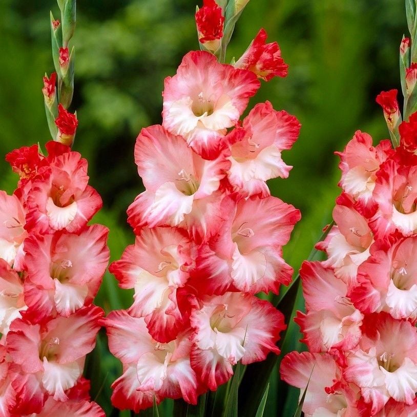Pembe-Beyaz Gladiolus Pink Lady Glayör Çiçeği Soğanı (4 adet)