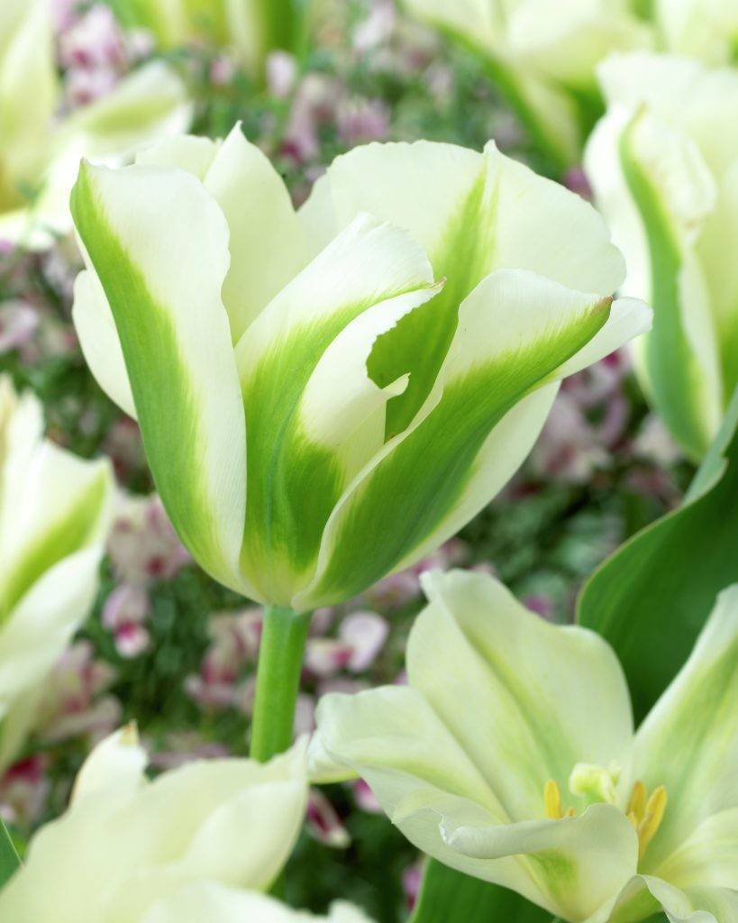 Özel Spring Green Lale Soğanı (5 adet)
