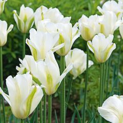 Özel Spring Green Lale Soğanı (5 adet)