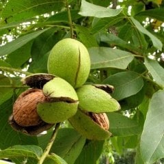 Tüplü Aşılı Bol Verimli Howard Ceviz Fidanı
