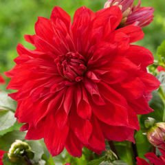 Dev Çiçekli Babylon Red Kırmızı Dahlia Yıldız Çiçeği Yumrusu (1 adet )