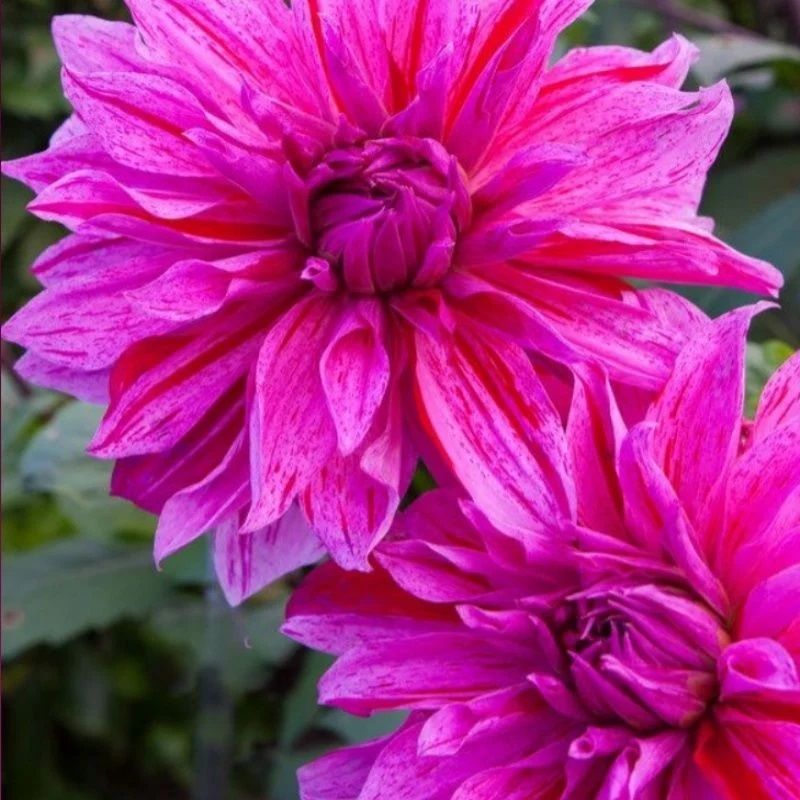 Dev Çiçekli Babylon Lilac Dahlia Yıldız Çiçeği Yumrusu (1 adet )
