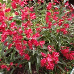 Calandrinia Umbelleta Ruby Red Purslane(Semiz) Tohumu(50 tohum)