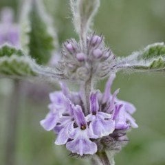 Horehound Marrubium Vulgare Bitkisi Tohumu(100 tohum)