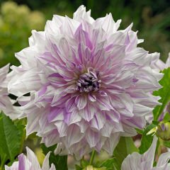 Dev Çiçekli Mom's Special Dahlia Yıldız Çiçeği Yumrusu (1 adet )