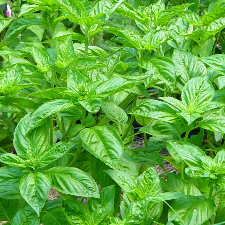 Naturel Lime Fesleğen Tohumu(100 tohum