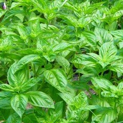 Naturel Lime Fesleğen Tohumu(100 tohum