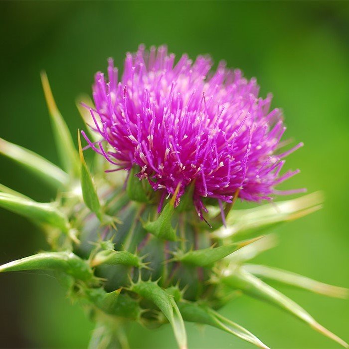 Naturel Deve Dikeni Otu Tohumu(50 tohum)