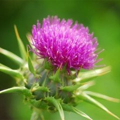 Naturel Deve Dikeni Otu Tohumu(50 tohum)