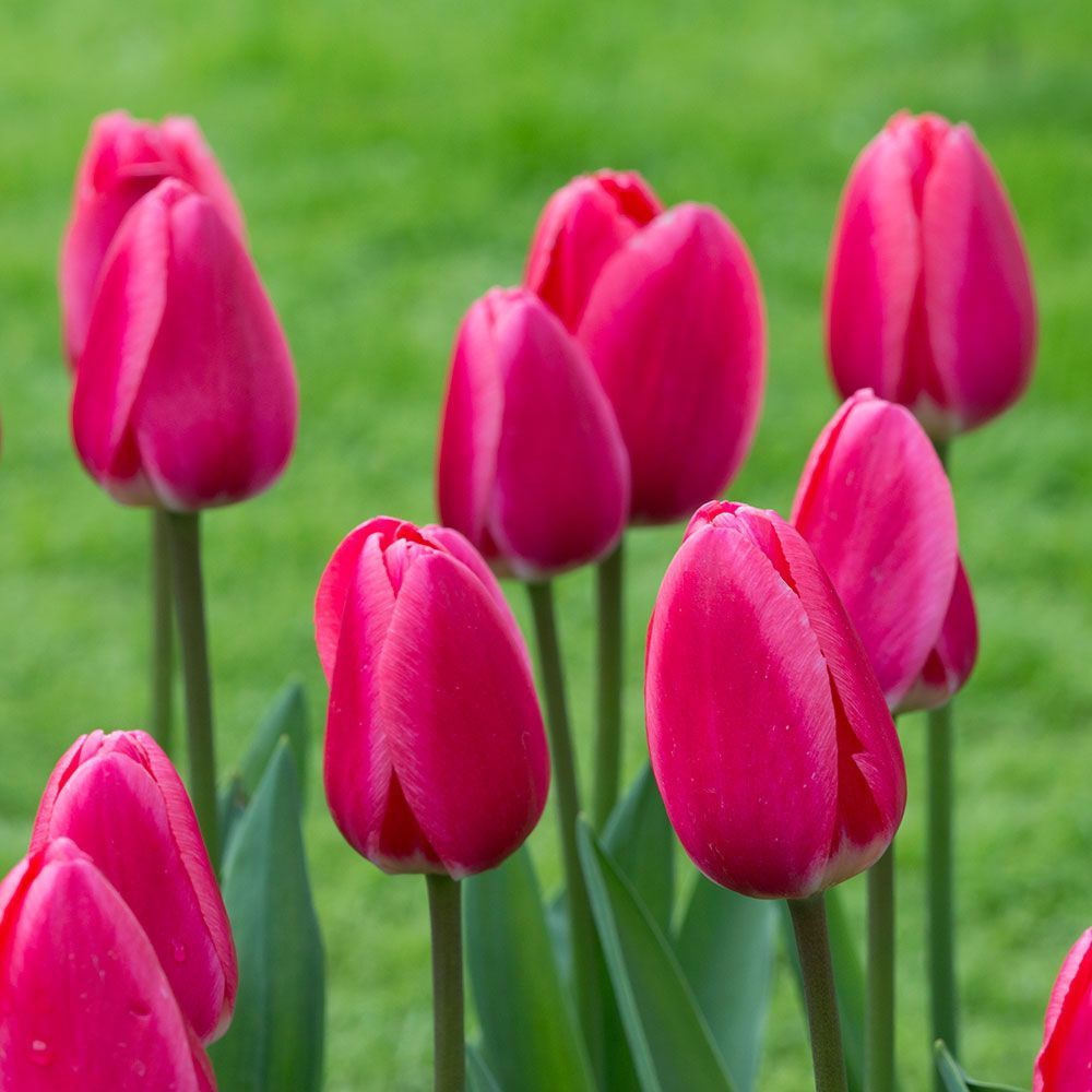 Sweet Rosy Lale Soğanı (5 adet)