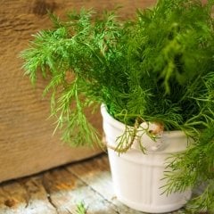 Geleneksel Dere Otu Tohumu(100 tohum)
