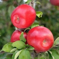 Tüplü Aşılı Bol Sulu Fuji Zhen Aztec Elma Fidanı