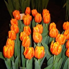 Pako Orange Lale Soğanı (5 adet)