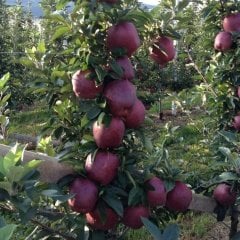 Tüplü Aşılı Yüksek Verimli Scarlet Spur Elma Fidanı