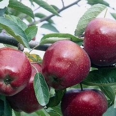 Tüplü Aşılı Verimli Mayhoş Arapkızı Elma Fidanı