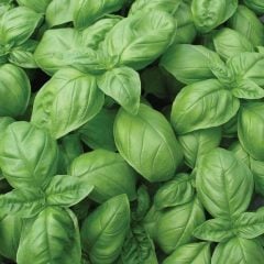 Tatlı Geniş Yapraklı Fesleğen Tohumu (100 Gr)