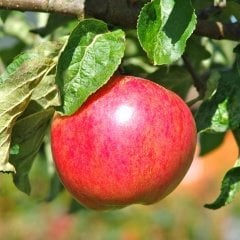 Tüplü Aşılı Erkenci Yazlık Summer Red Elma Fidanı