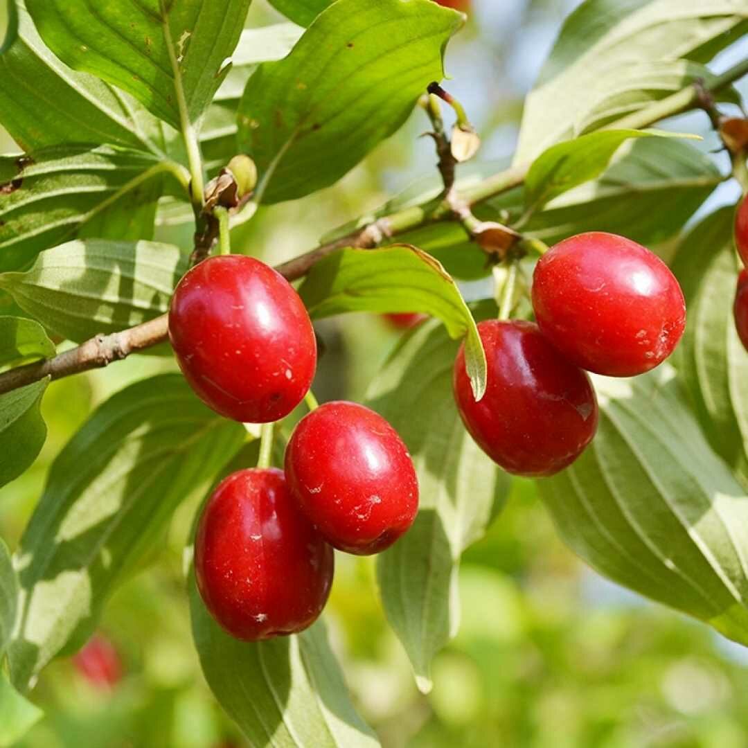 Tüplü Geleneksel Anadolu Kızılcık Fidanı