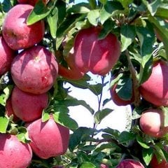 Tüplü Aşılı İri Bol Verimli Red Chief Elma Fidanı